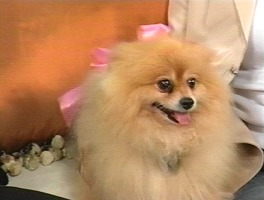 Rouge the dog screenshot